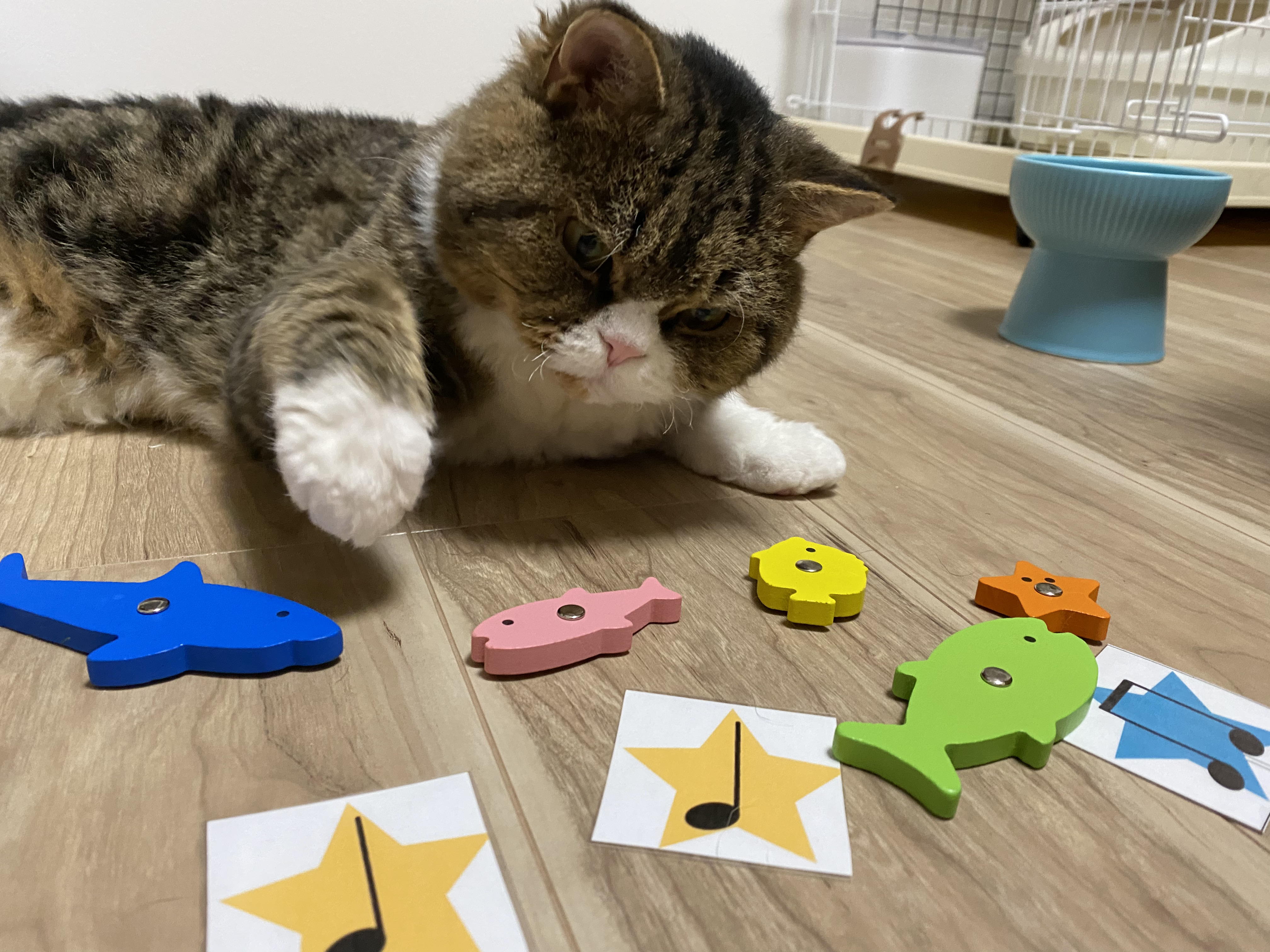 猫